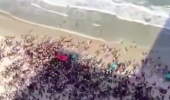美海滩有人踩水瓶似枪响游客奔逃