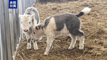 中国首次实现批量克隆十头牦牛 攻克繁殖率低痛点