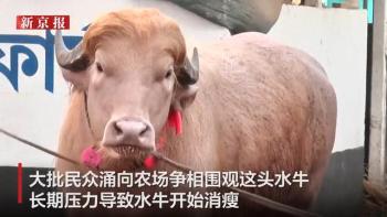 酷似特朗普水牛宰杀前被官员买下 网络走红引发关注