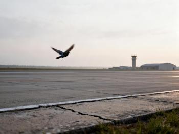 8000只信鸽闯入军用机场净空区 威胁飞行安全引发公益诉讼