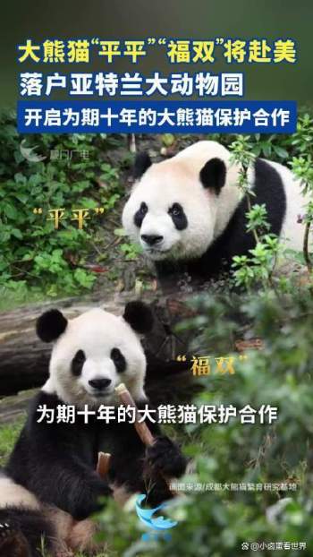 大熊猫 平平""福双"的行李箱公开 揭秘旅美十年契约