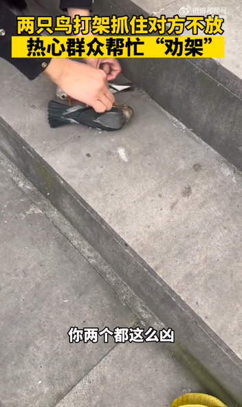 小鸟路边打架死死锁住对方