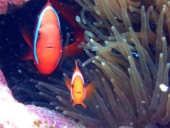 黄岩岛珊瑚礁生态调查 生态系统总体良好但面临威胁