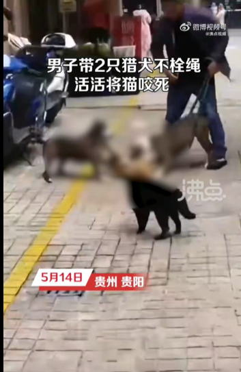 2只烈性犬活活咬死猫咪，主人赔1000元小区群喊话：“圣母们”闭嘴！