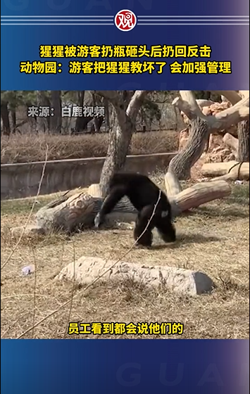 游客扔瓶子砸猩猩被反击 猩猩：让我看看哪个狗扔的我  