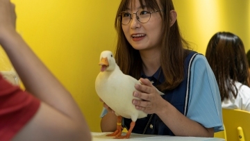 成都一咖啡馆引进鸭子当宠物 Coffee and quacks served up at Chengdu duck cafe