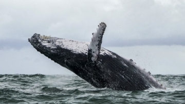 Whale of a tale: US fisherman says swallowed by humpback
