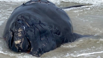 Endangered baby right whale found dead on Florida beach