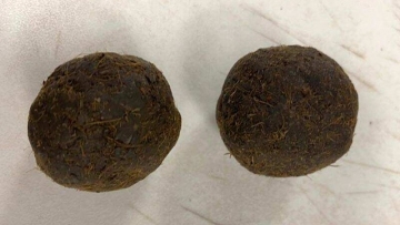 U.S. authorities surprised by cow dung cakes left in baggage