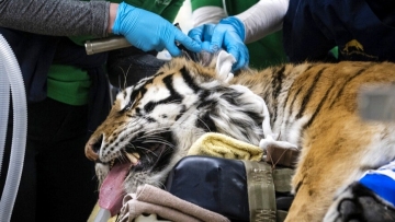 Tiger undergoes rare hip replacement surgery at Illinois zoo