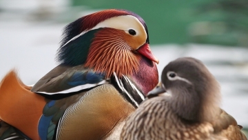 Mandarin ducks delight park-goers in Beijing
