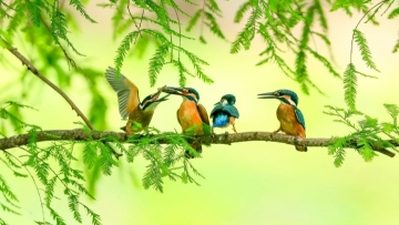 Shenzhen teacher finds joy in bird photography