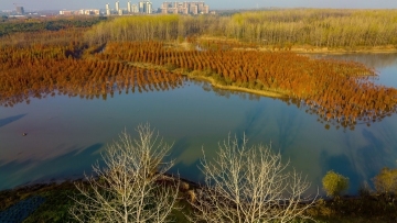 Dawn redwood groves light up wetlands in east China’s Anhui