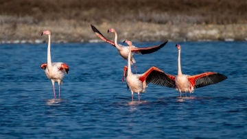 Flamingoes dance upon debut at Shanxi's Salt Lake