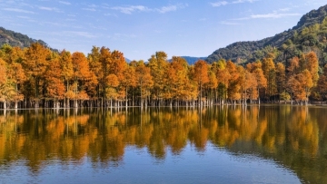 Fir forest coat adds to east China reservoir's charm
