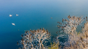 Cormorants turn Chinese isle into winter wonderland