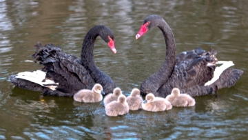 Beautiful black swan family spotted in north China