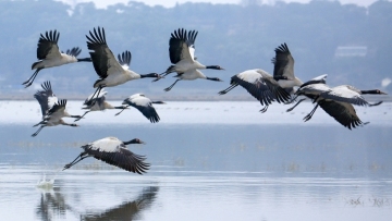 Dancing black-necked cranes embrace new year in southwest China