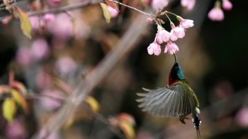 Sunbirds collect nectar from cherry blossoms in south China