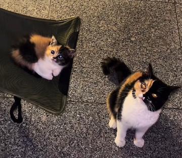 小猫生了一模一样的自己