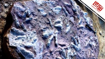 国际丨波兰发现数百个恐龙脚印：鳞状皮肤纹理清晰可见