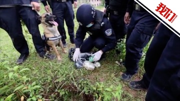 警犬边境巡逻时狂吠 引导民警查获8.31公斤毒品