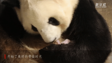 新华全媒+｜看出生不足半月的“国宝”大熊猫幼仔