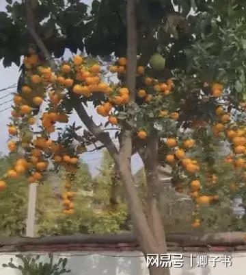 不可思议！女子发现邻居家一棵树结十几种水果