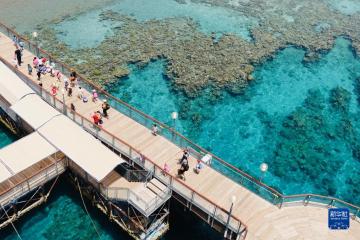 记者手记：世界环境日走近红海“珊瑚避难所”