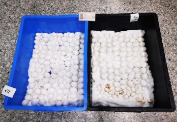 拱北海关查获220枚鹦鹉蛋 涉濒危物种
