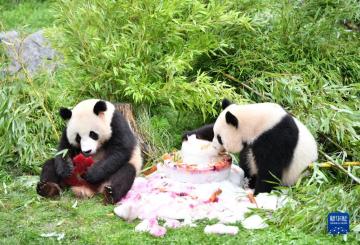 在德国出生的大熊猫双胞胎迎来4周岁生日