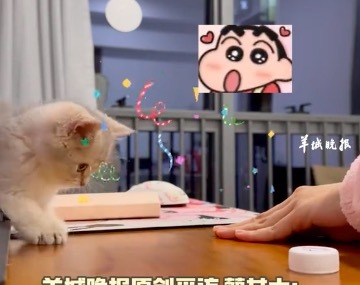 小猫配合女子玩猜盖子游戏 网友：赢了游戏还赢了我的心