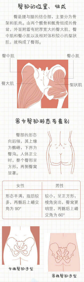 原来腰疼是因为屁股肌肉弱！久坐的人一定要好好锻炼屁股 