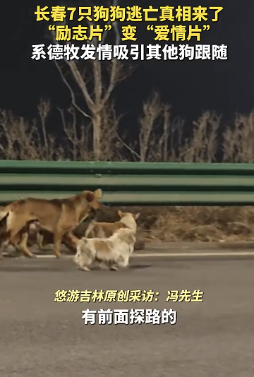 7只小狗结伴 励志片变爱情片 特别声明发布