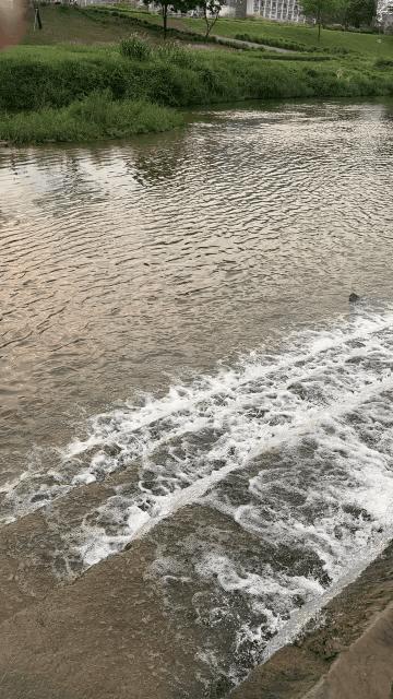 茅洲河水面出现大面积泡沫 官方回应 鱼渣与浮油所致