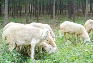 电子围栏排行_2021年度电子围栏热门品牌榜(2)