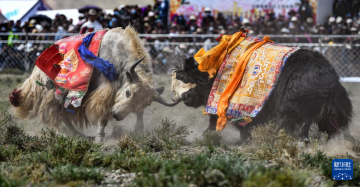 西藏白朗县举行牦牛斗牛比赛