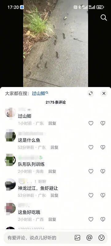 暴雨后现鱼群赶路 官方:自然现象 过山鲫鱼集体迁移