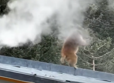 网友看见猴子抓屋顶冒出的烟雾 猴儿：熏了这么久，该我成为“熏悟空”了吧