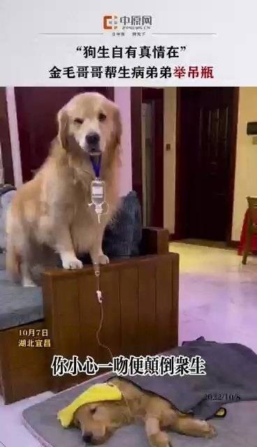 金毛弟弟打吊针哥哥帮举药瓶