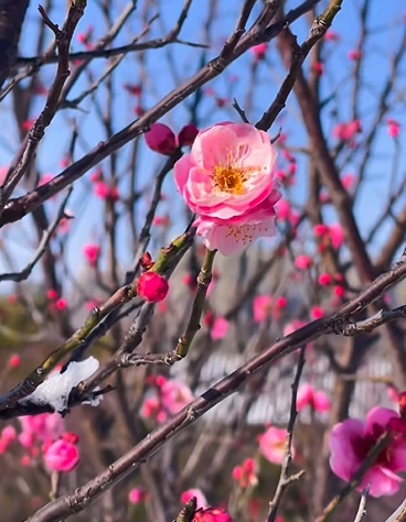 河南多地雪中梅花悄然绽放