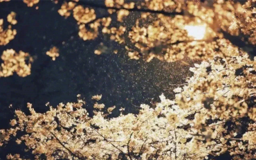 春雨中的武大夜樱