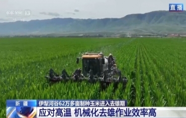 田间地头显身手 看机器人如何高效作业
