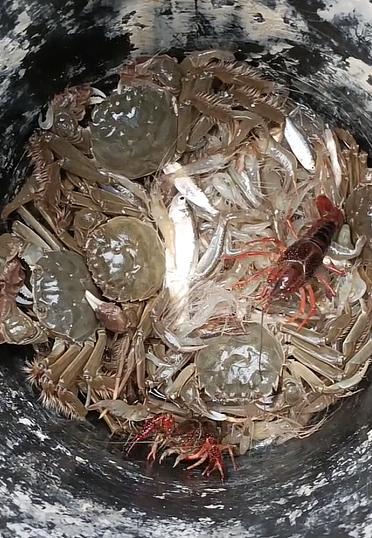 天津一小伙给家养小猪喂螃蟹海鲜：都是自家养的 没考虑成本