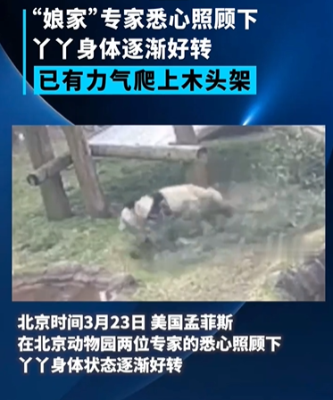 旅美大熊猫丫丫最新画面曝光：身体状况逐渐好转