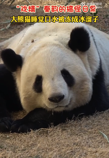 大熊猫睡觉口水被冻成冰溜子，网友：不愧是秦岭影后，连睡觉也是戏