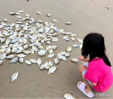 台风后女子海滩捡上百斤金鲳鱼
