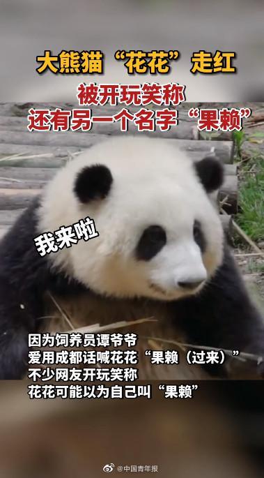 大熊猫花花与游客打招呼 网友：成功荣获女明星的目光 