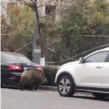 西安一野猪跑进小区地库