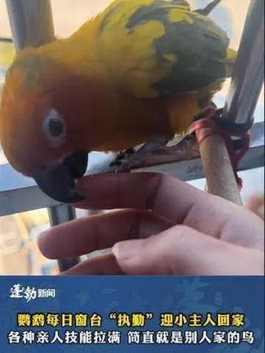 小鹦鹉见小主人放学飞冲下楼迎接 每天准时等小主人回家